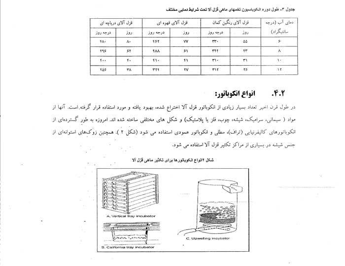 صدور مجوز تکثیر ماهی قزل الا
